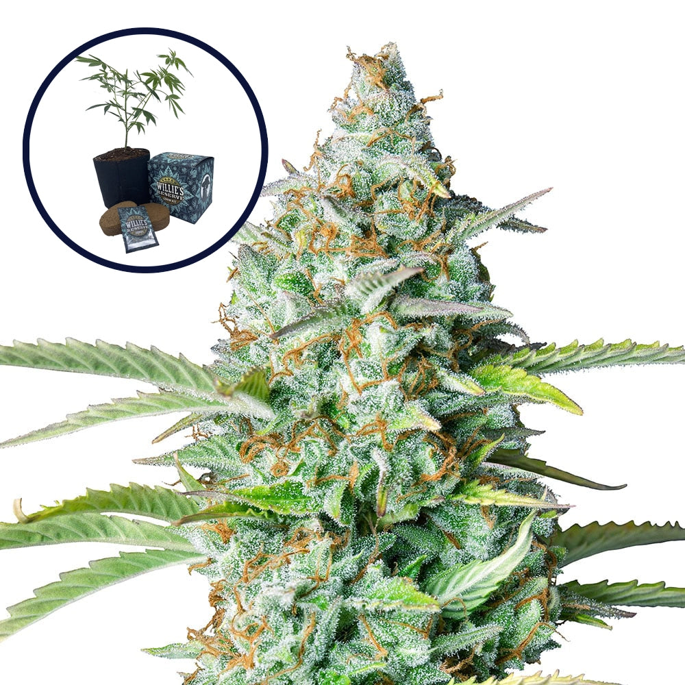 Northern Lights High Yield Grow Kit