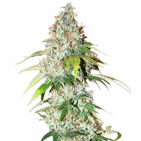 OG Kush Auto