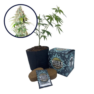 OG Kush Strain High Yield Grow Kit