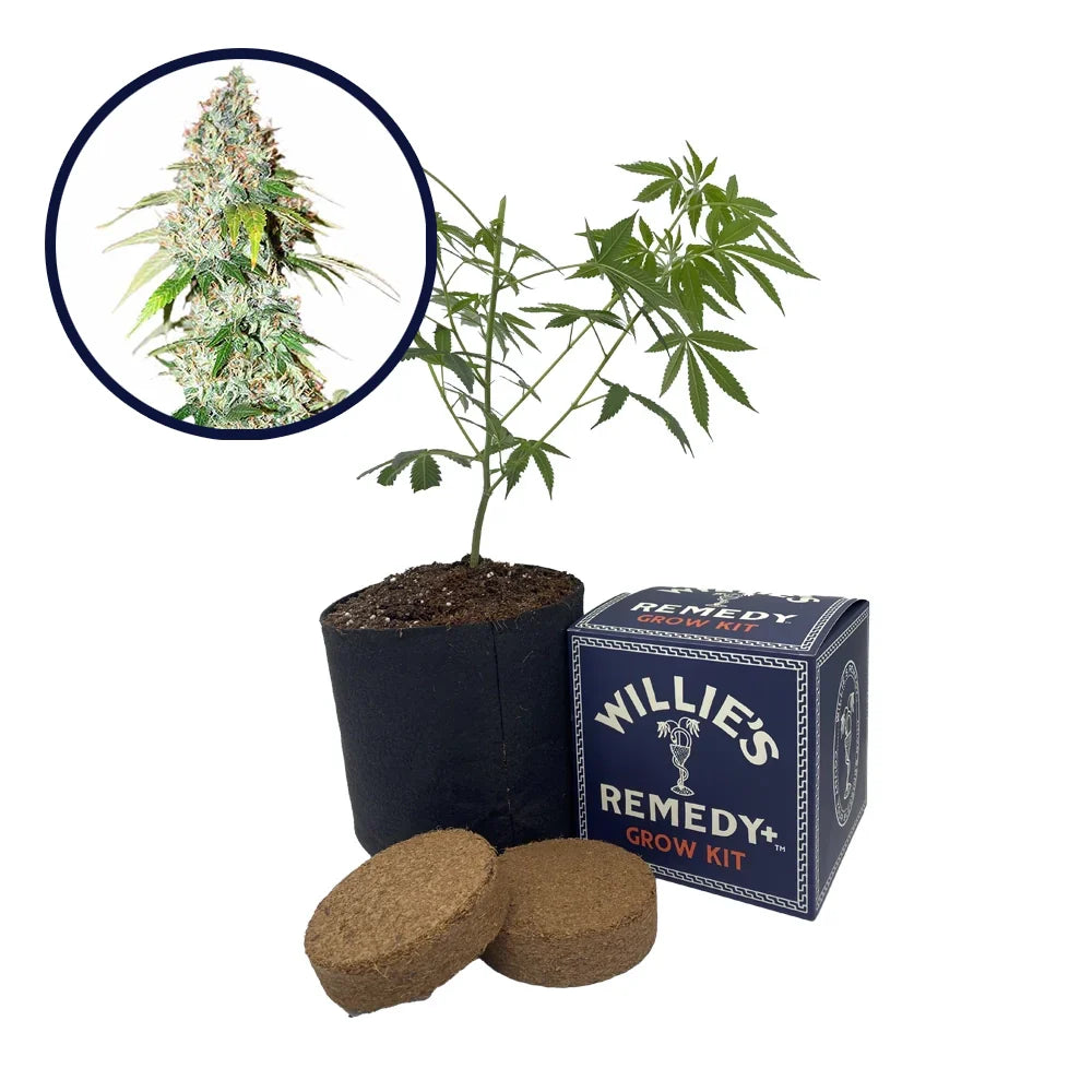 OG Kush Strain Grow Kit