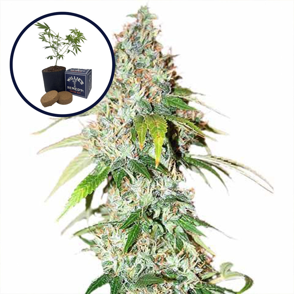OG Kush Grow Kit