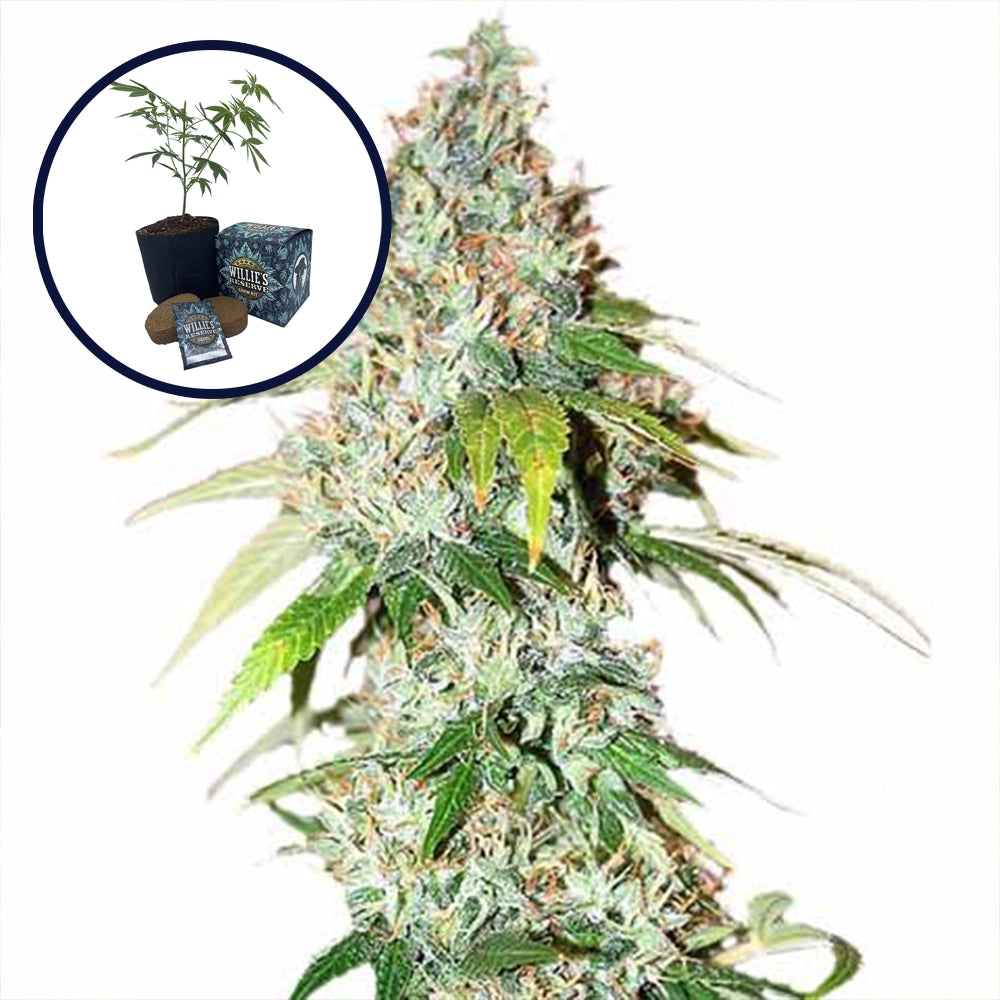 OG Kush High Yield Grow Kit