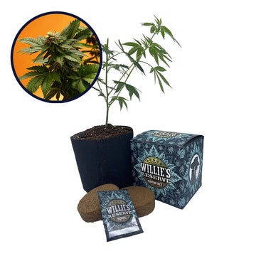 Orange Bud Strain High Yield Grow Kit