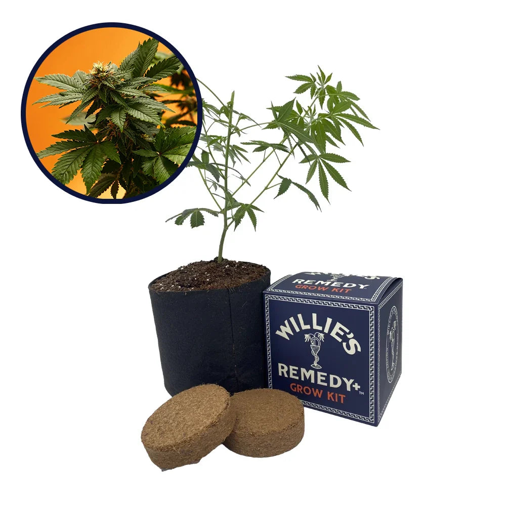 Orange Bud Strain Grow Kit