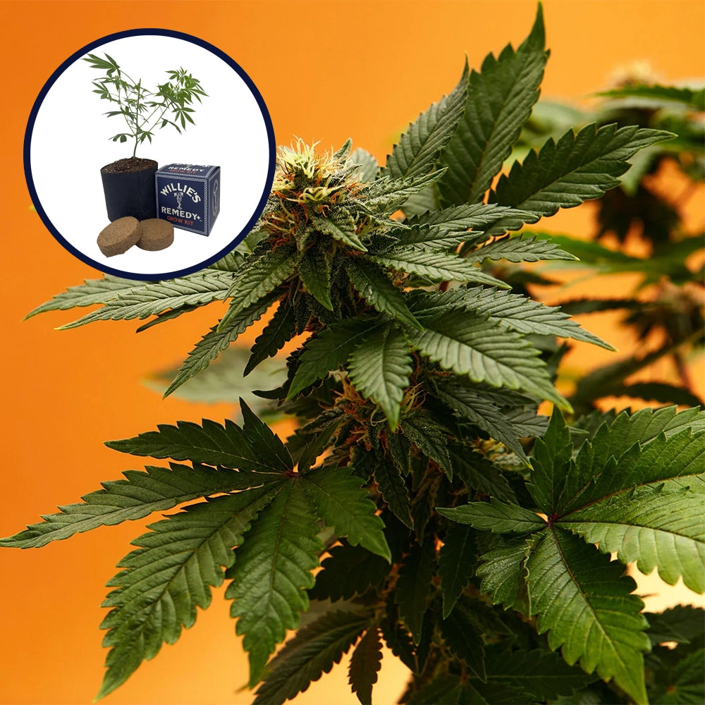 Orange Bud Grow Kit