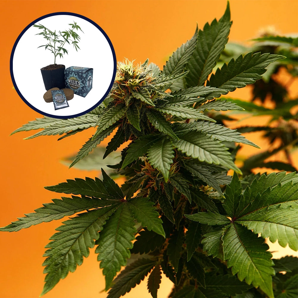 Orange Bud High Yield Grow Kit