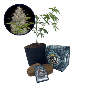 Orange Fuel Strain High Yield Grow Kit
