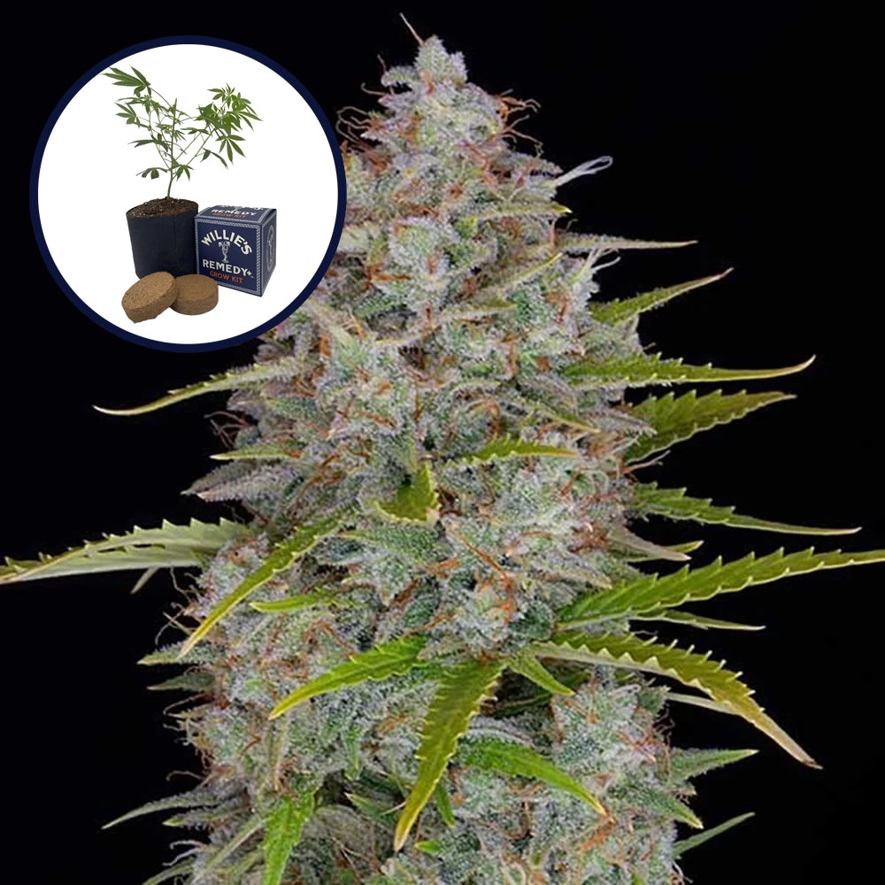 Orange Fuel Grow Kit