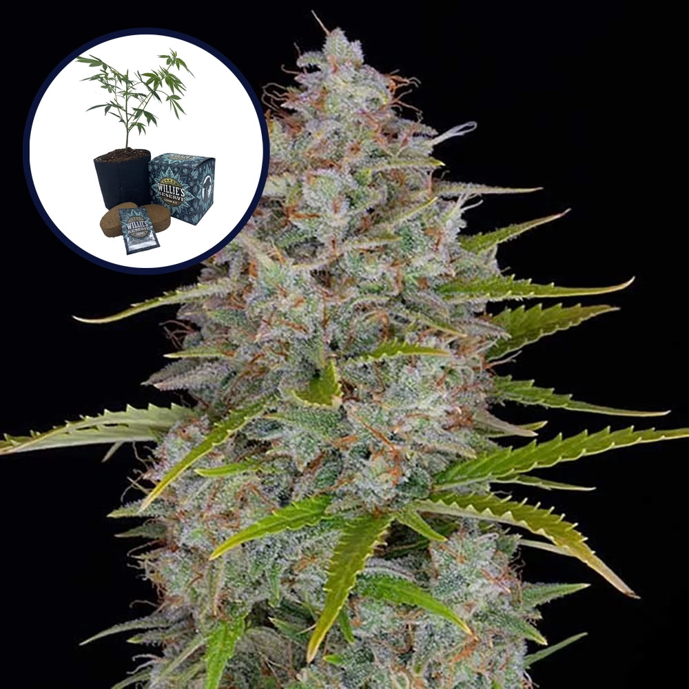 Orange Fuel High Yield Grow Kit