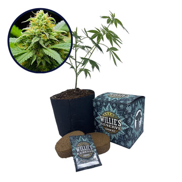 Orange Kush Strain High Yield Grow Kit