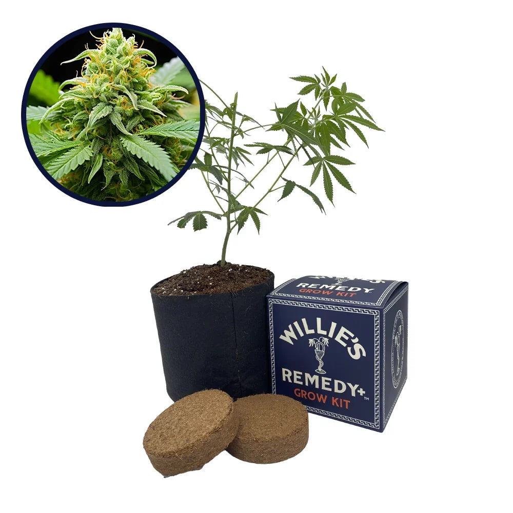 Orange Kush Strain Grow Kit