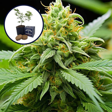 Orange Kush Grow Kit
