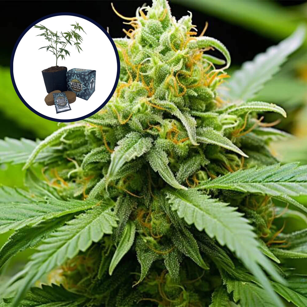 Orange Kush High Yield Grow Kit