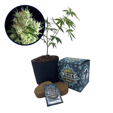 Outer Space Strain High Yield Grow Kit