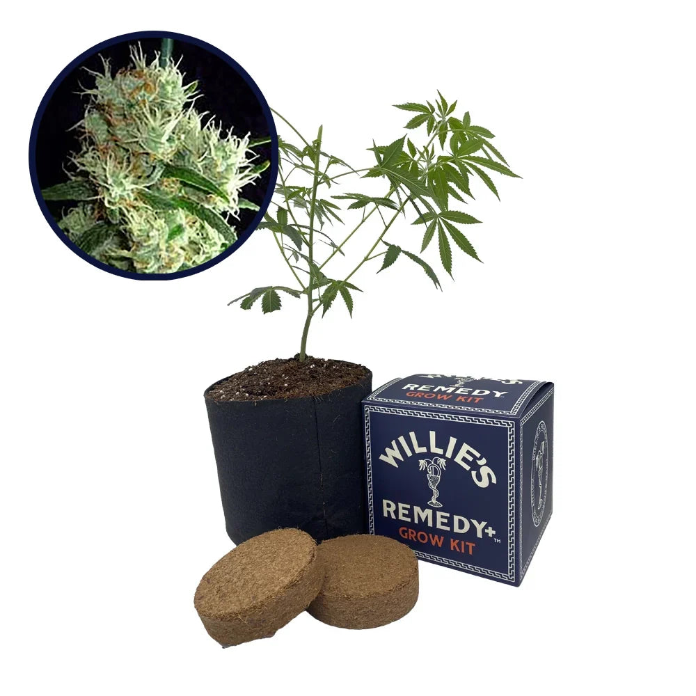 Outer Space Strain Grow Kit