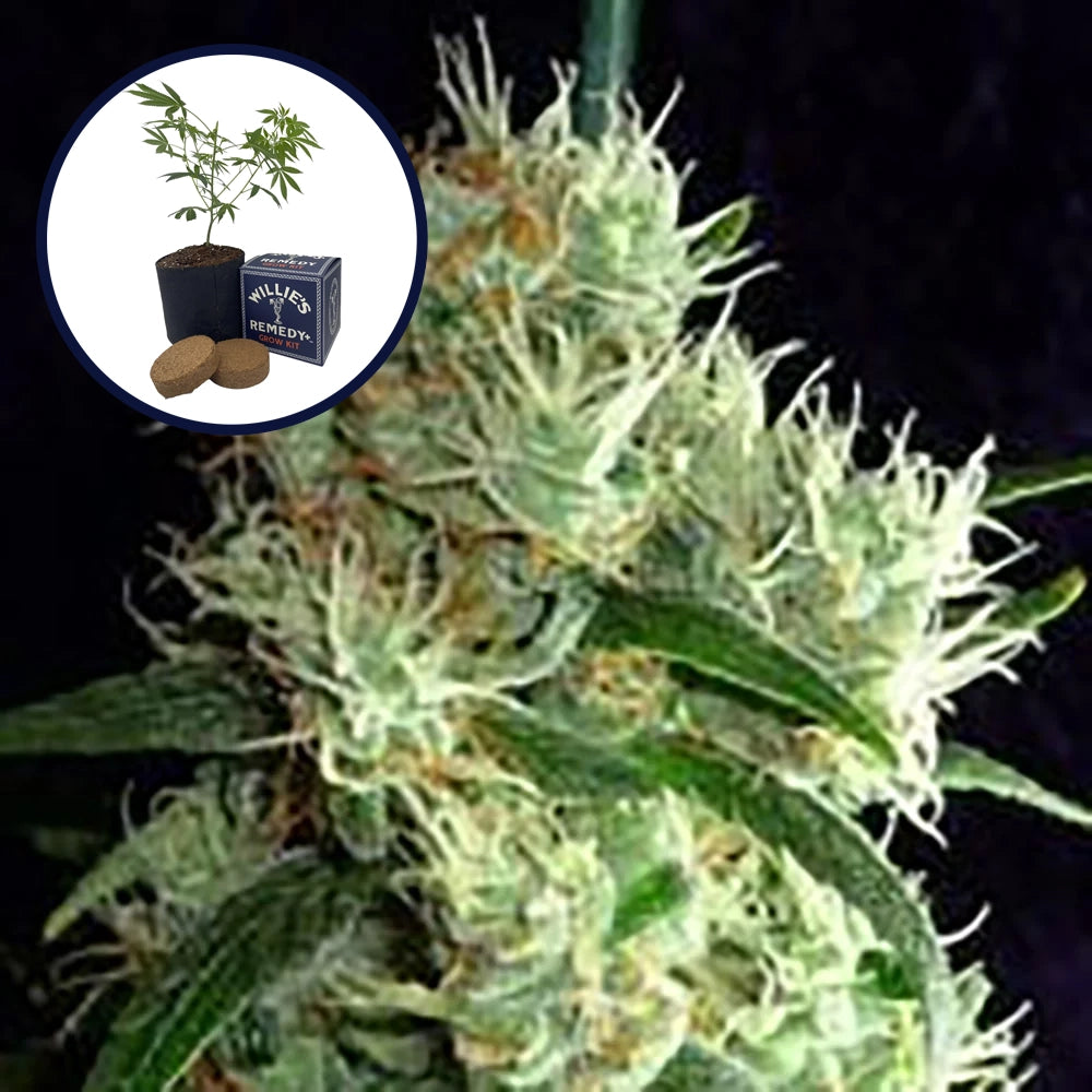 Outer Space Grow Kit