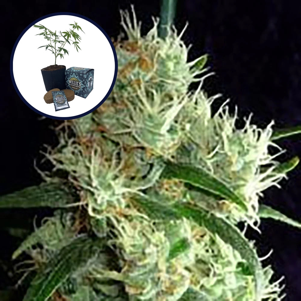 Outer Space High Yield Grow Kit