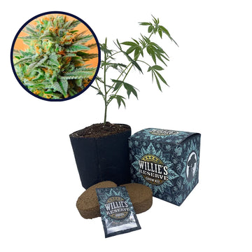 Papaya Kush Strain High Yield Grow Kit