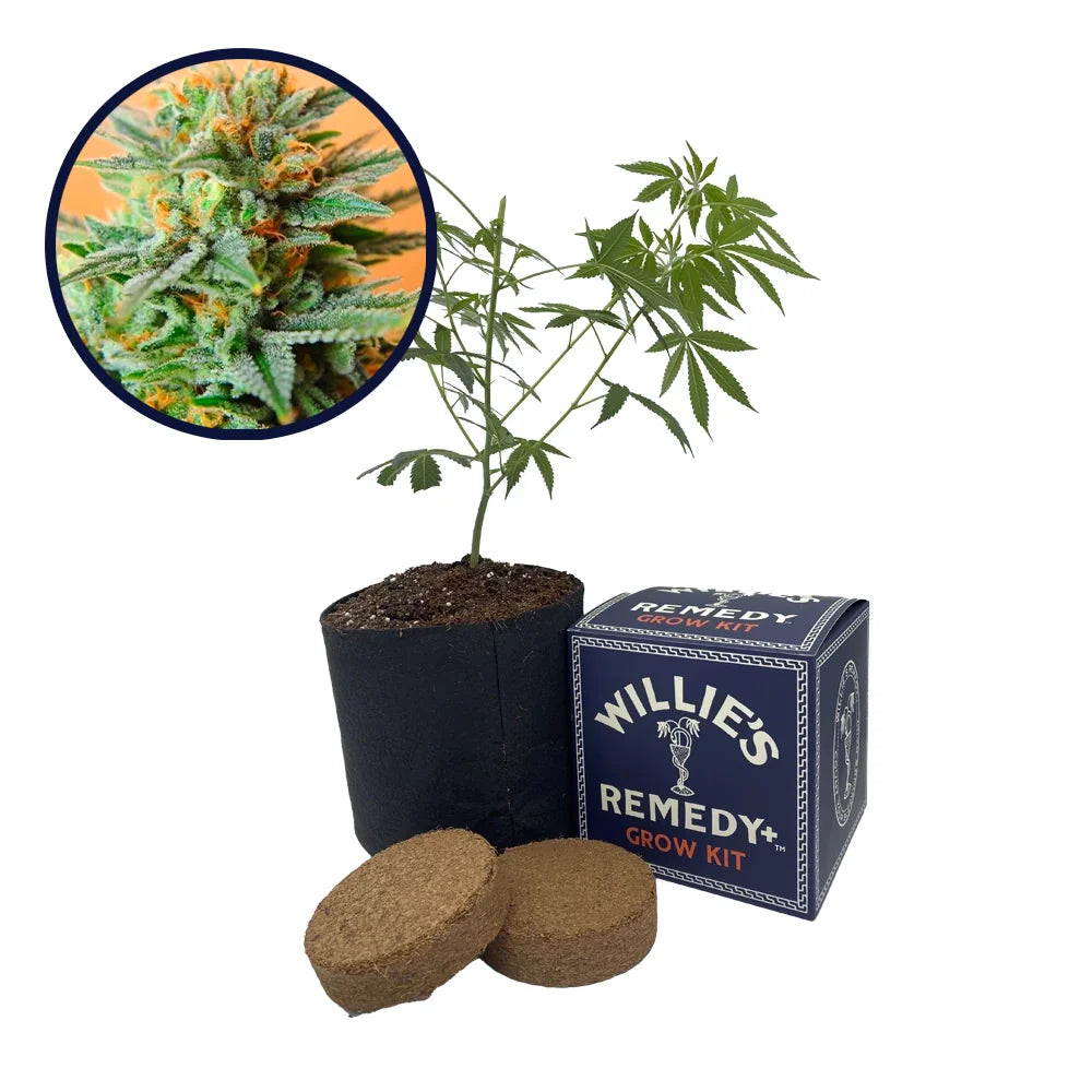 Papaya Kush Strain Grow Kit