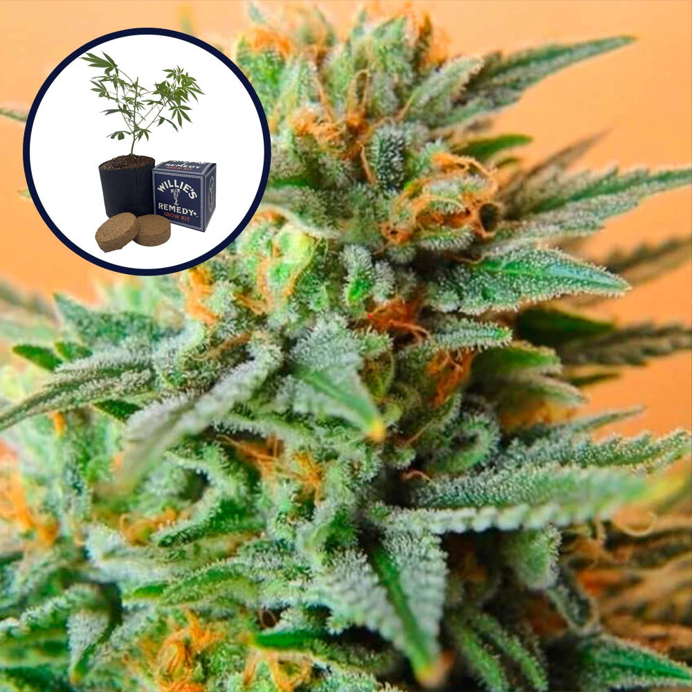 Papaya Kush Grow Kit