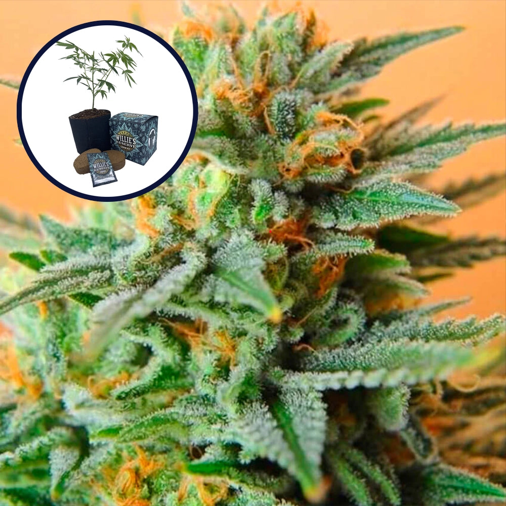 Papaya Kush High Yield Grow Kit