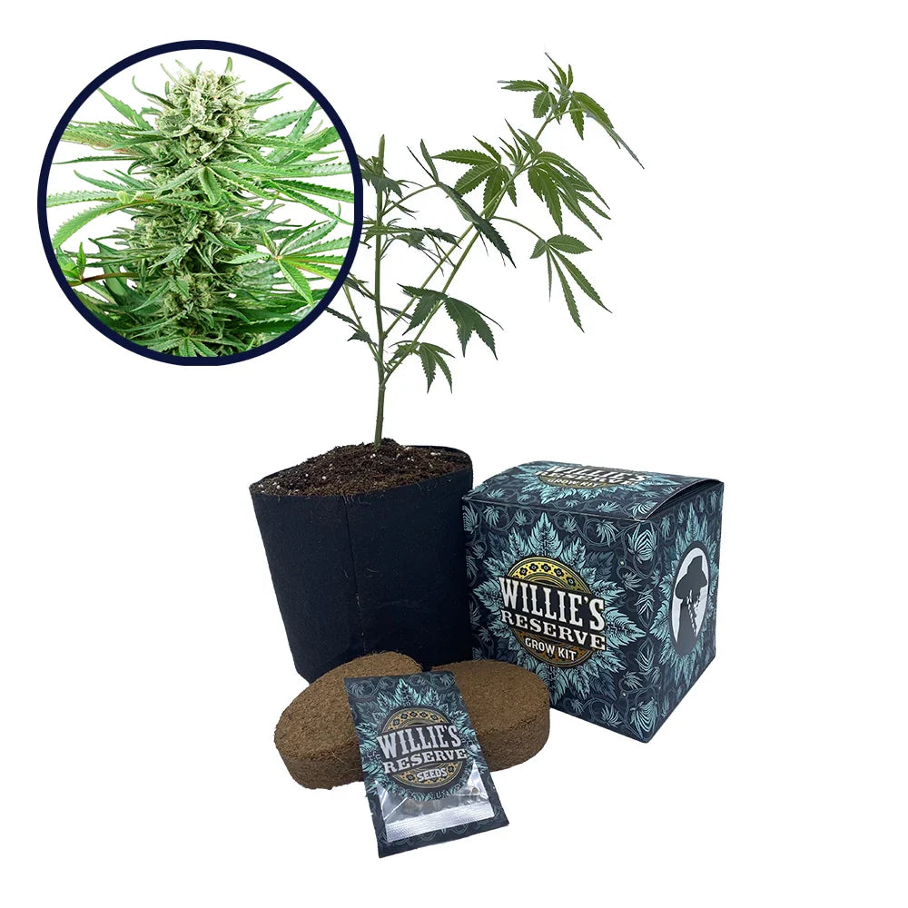 Papi Chulo Strain High Yield Grow Kit