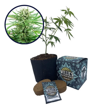 Papi Chulo Strain High Yield Grow Kit