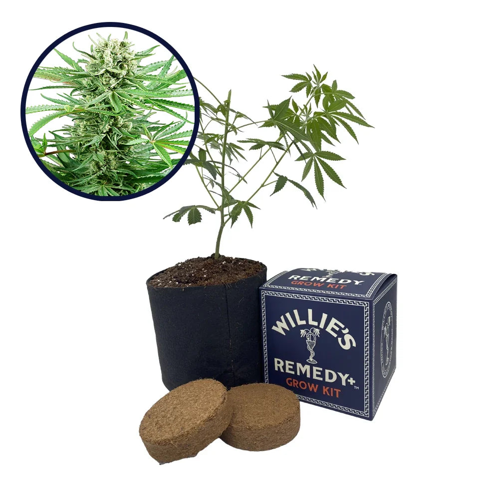 Papi Chulo Strain Grow Kit