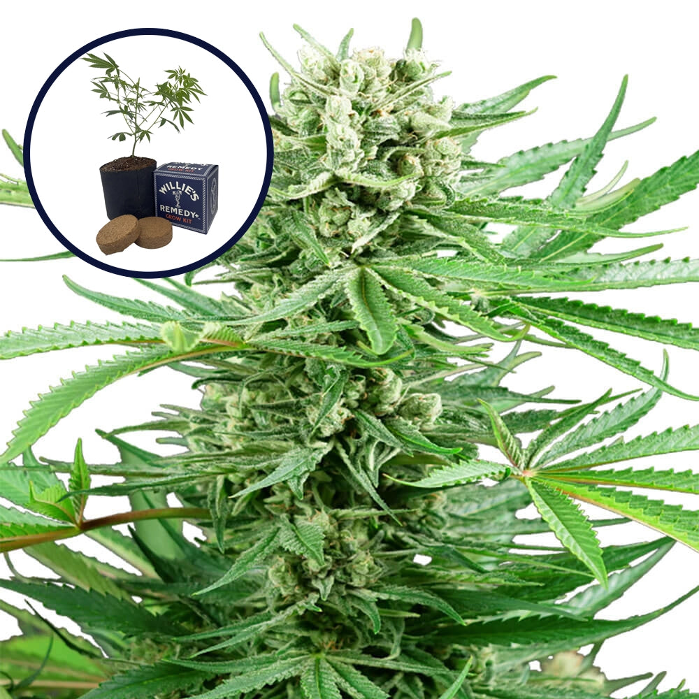 Papi Chulo Grow Kit