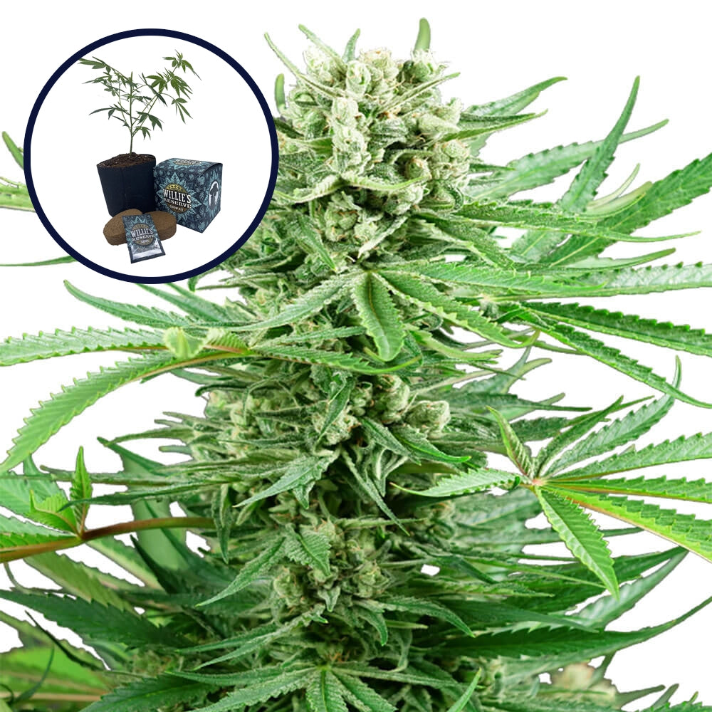 Papi Chulo High Yield Grow Kit