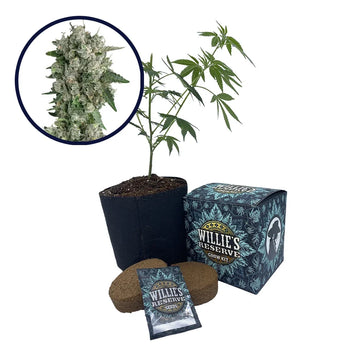 Peanut Butter Breath Strain High Yield Grow Kit