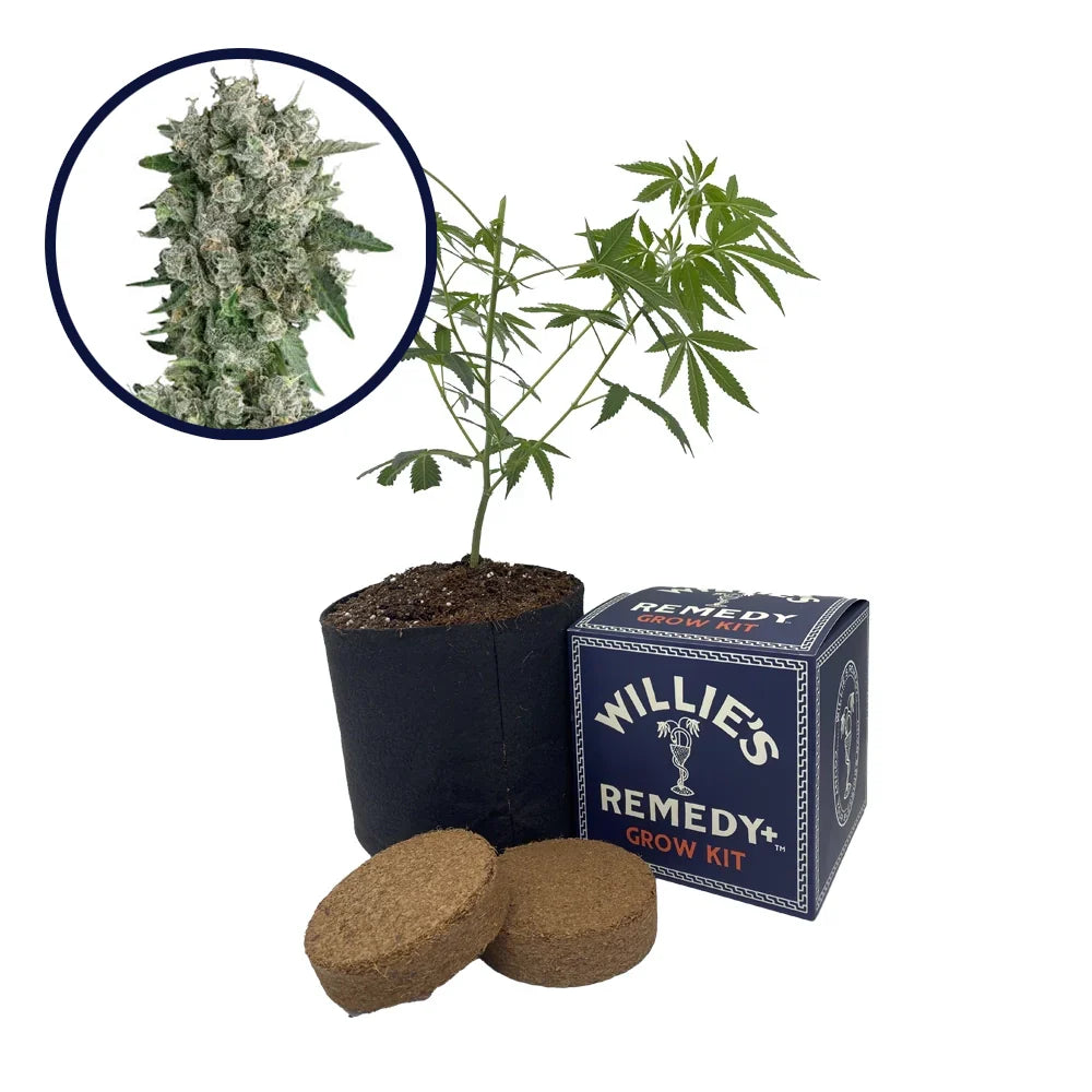 Peanut Butter Breath Strain Grow Kit