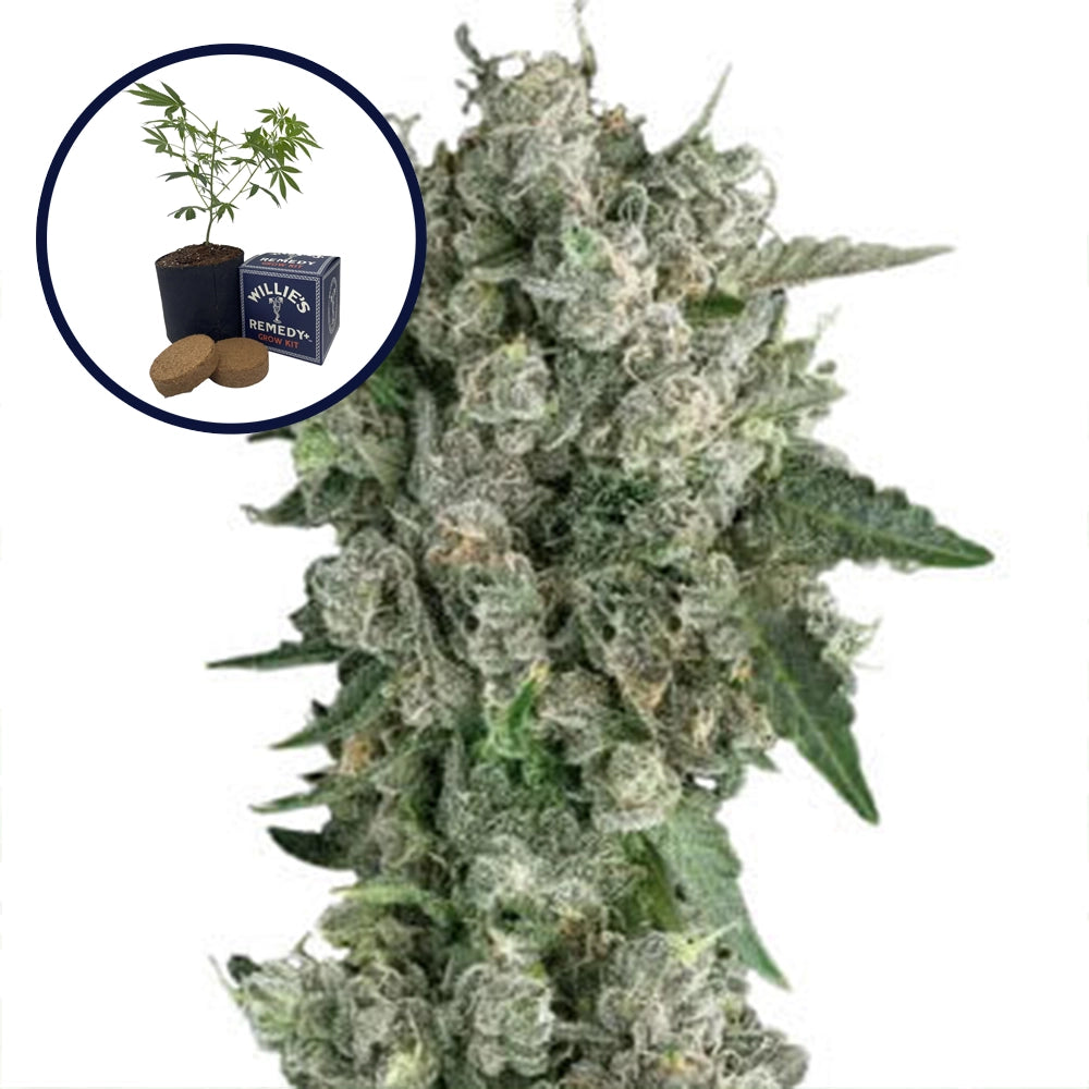 Peanut Butter Breath Grow Kit
