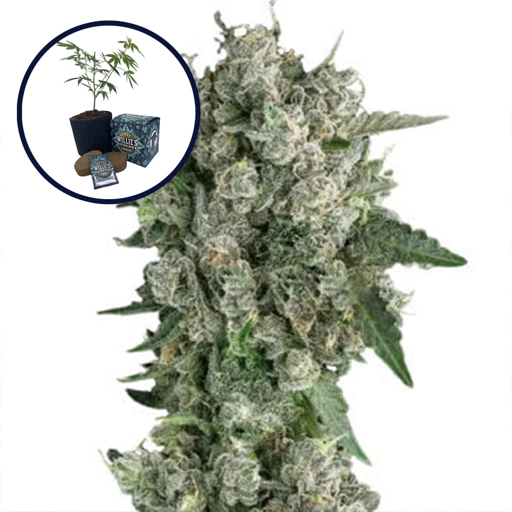 Peanut Butter Breath High Yield Grow Kit