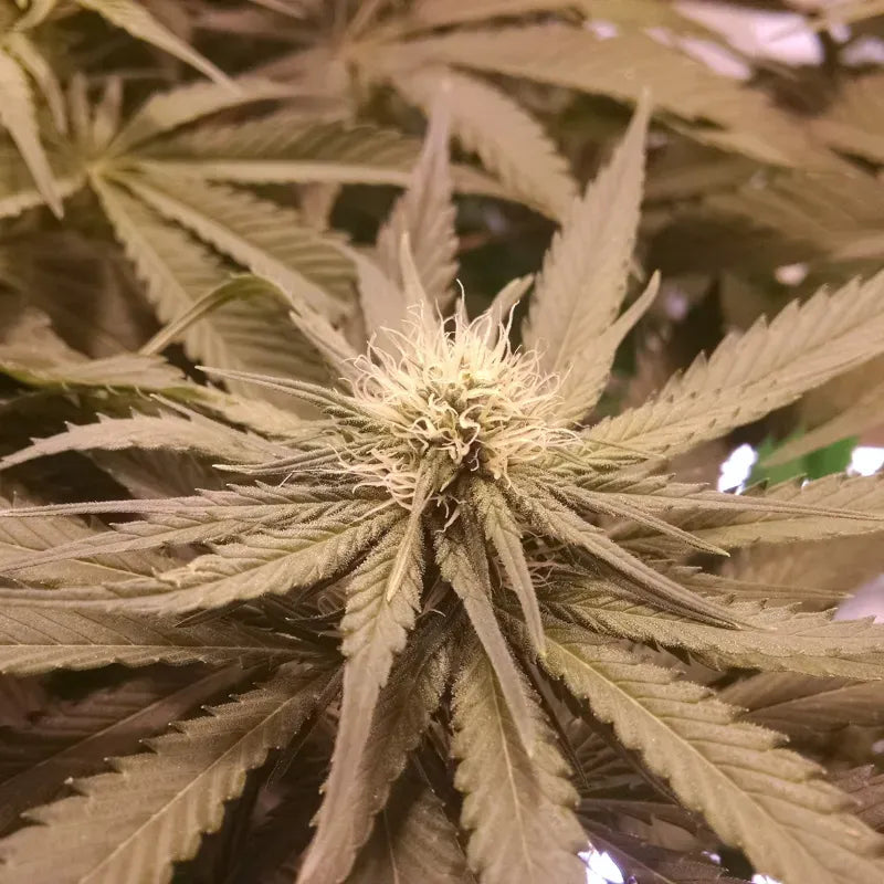 Pineapple Kush Auto