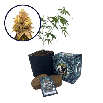 Pineapple Express Strain High Yield Grow Kit