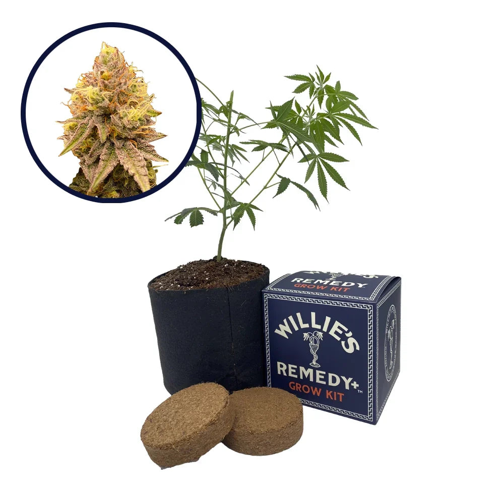 Pineapple Express Strain Grow Kit