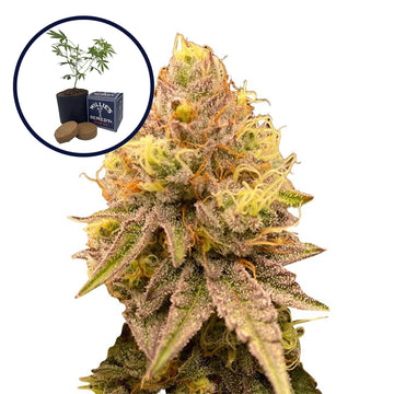 Pineapple Express Grow Kit