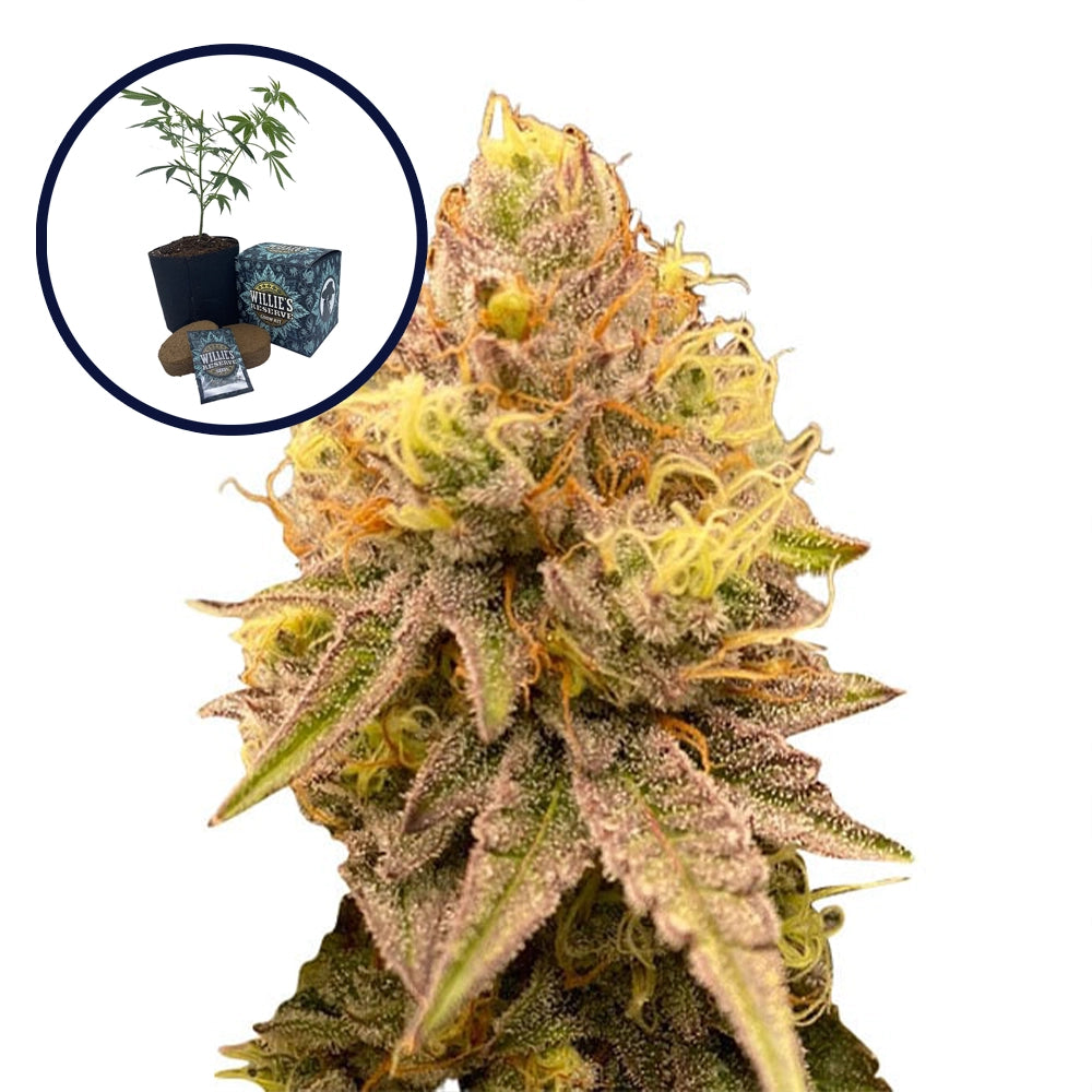 Pineapple Express High Yield Grow Kit