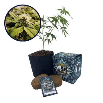 Pineapple Express x Super Lemon Haze Platinum Line Strain High Yield Grow Kit