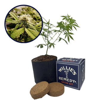 Pineapple Express x Super Lemon Haze Platinum Line Strain Grow Kit
