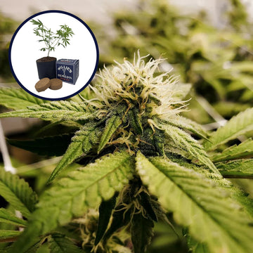 Pineapple Express x Super Lemon Haze Platinum Line Grow Kit