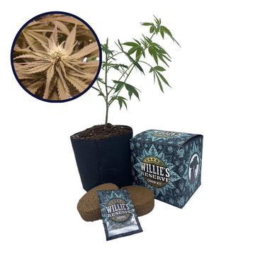 Pineapple Kush Strain High Yield Grow Kit