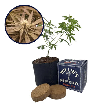 Pineapple Kush Strain Grow Kit