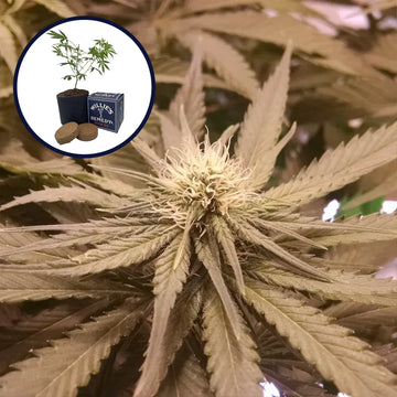 Pineapple Kush Grow Kit