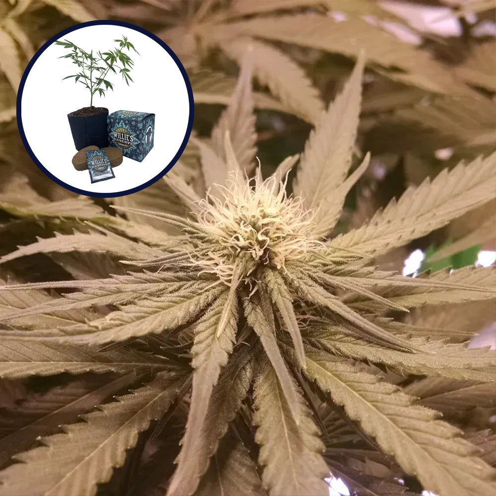 Pineapple Kush High Yield Grow Kit