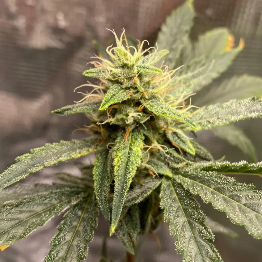 Pink Kush