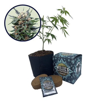 Pink Gorilla Strain High Yield Grow Kit