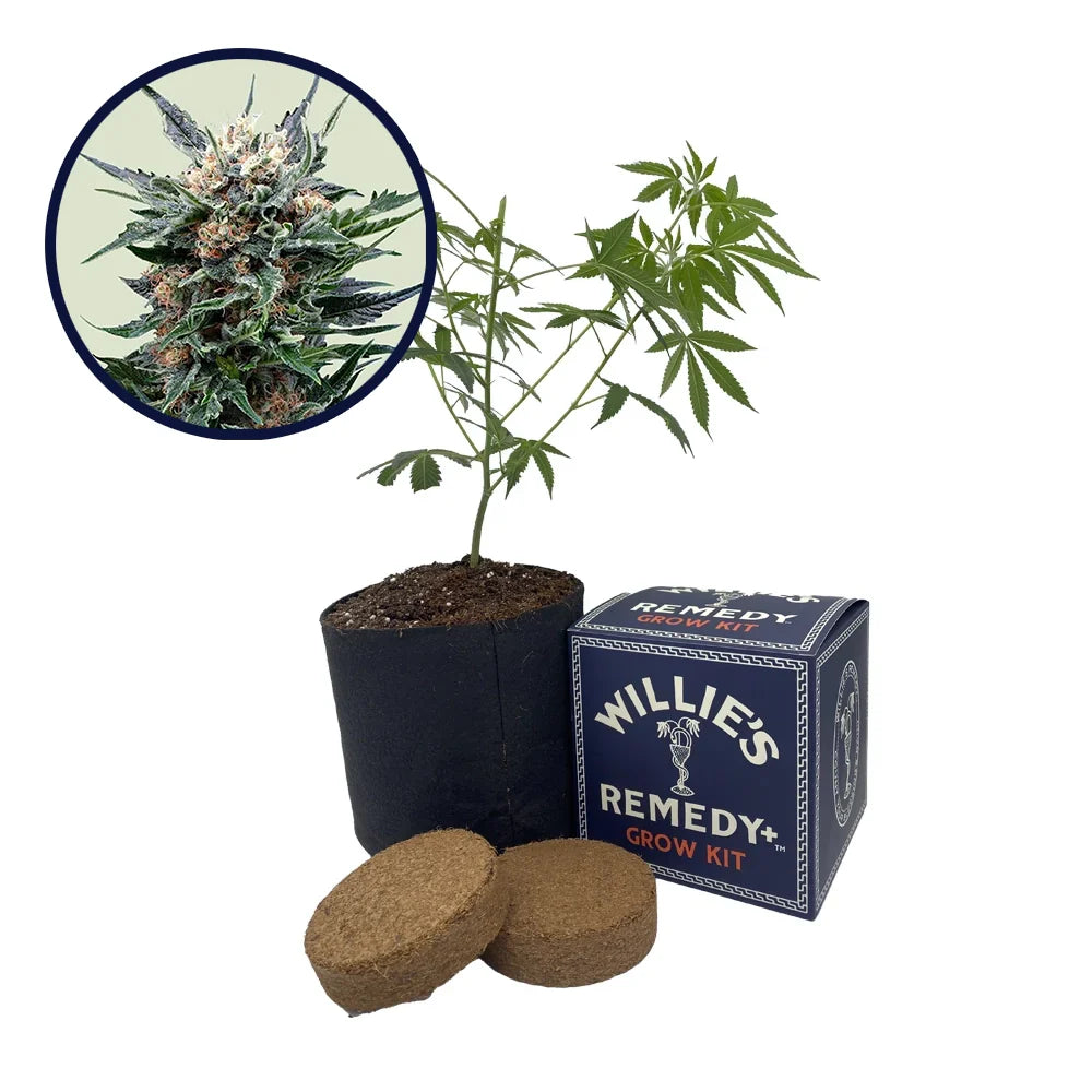 Pink Gorilla Strain Grow Kit