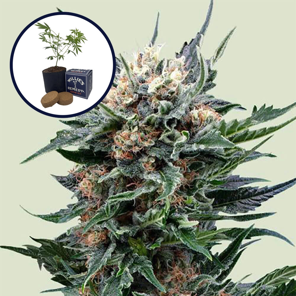 Pink Gorilla Grow Kit